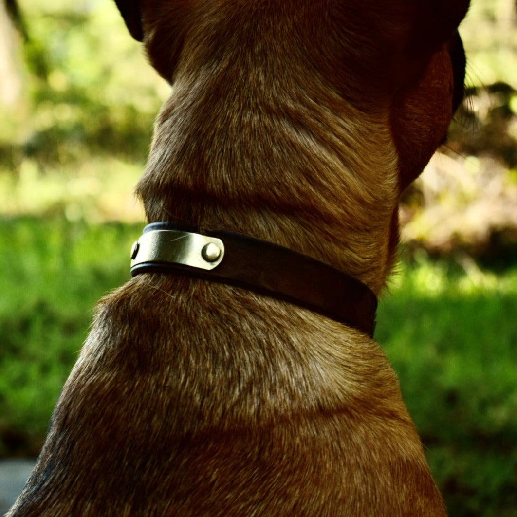 Dog Collar